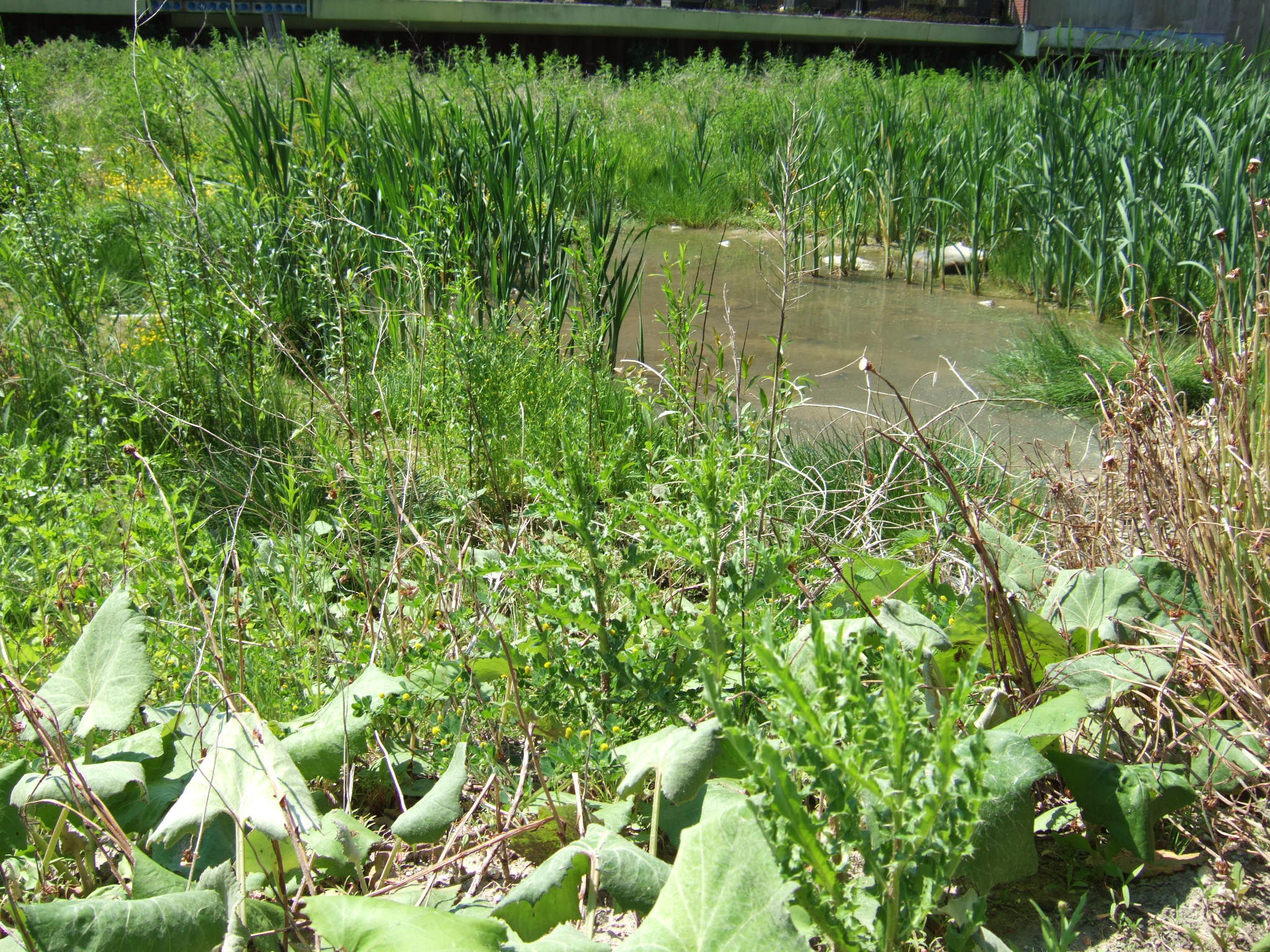 Vijver op het bouwterrein van Dorp